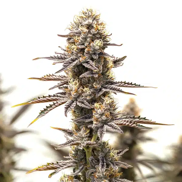Gelato x Rosetta Stone – Blimburn Seeds
