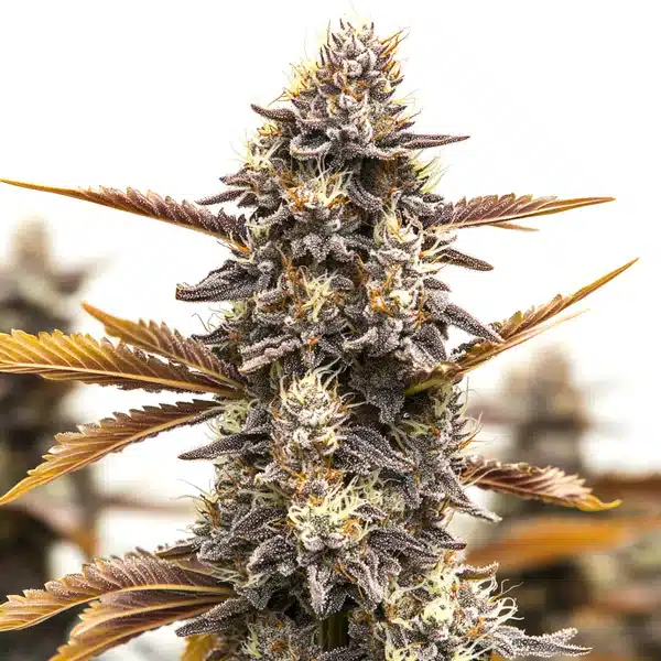 Ghost OG Chemdog Autoflower – Blimburn Seeds