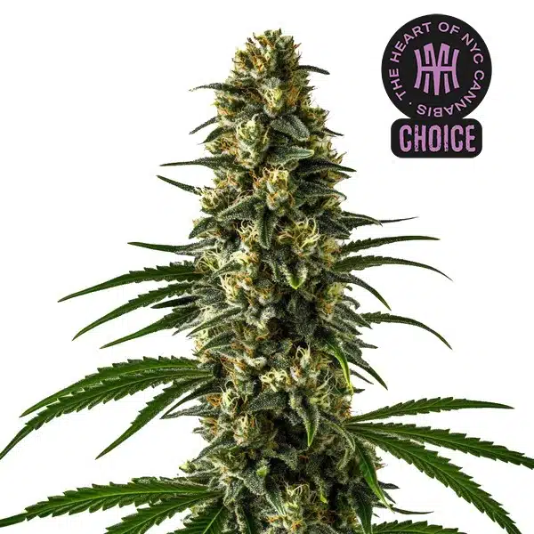 Girl Scout Cookies HMC Edition – Blimburn Seeds