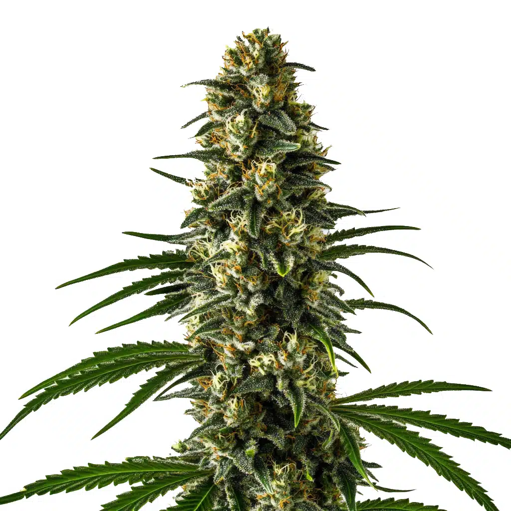 Girl Scout Cookies – Blimburn Seeds