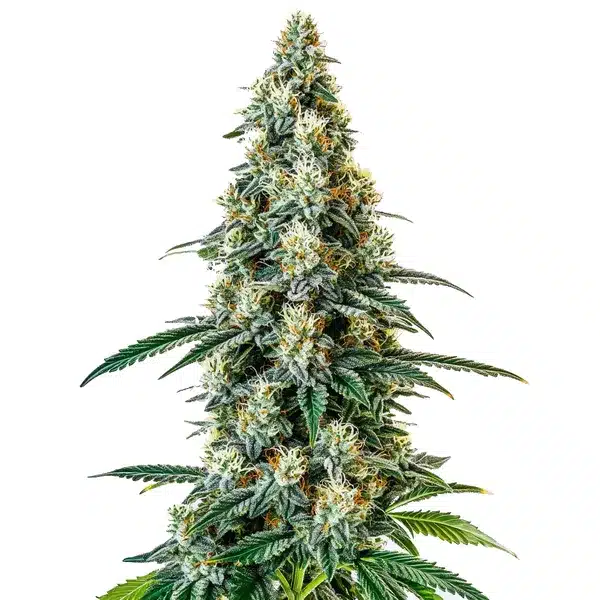 Girl Scout Cookies Regular – Blimburn Seeds