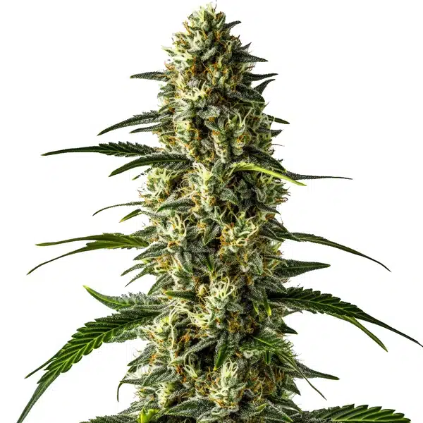 Girl Scout Cookies x Cheese – Blimburn Seeds