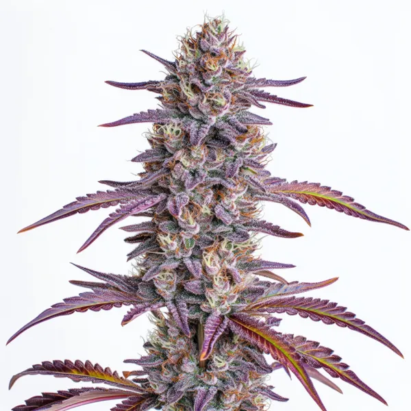 Glookies – Blimburn Seeds