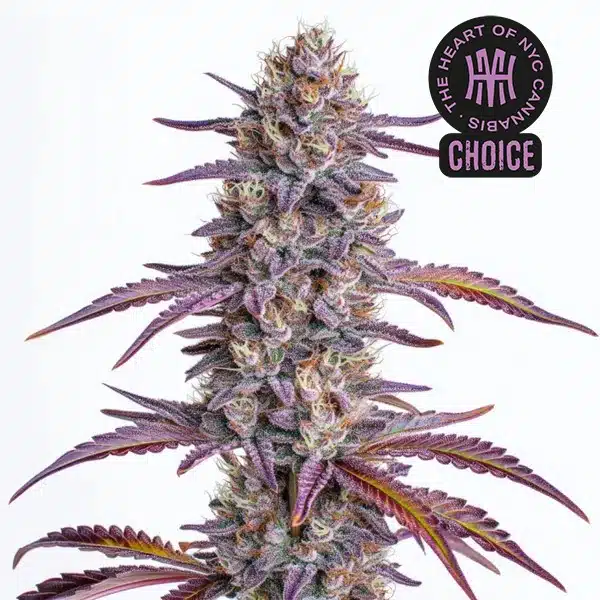 Glookies HMC Edition – Blimburn Seeds
