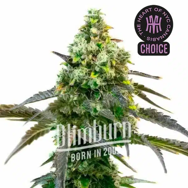 Godfather OG Auto HMC Edition – Blimburn Seeds