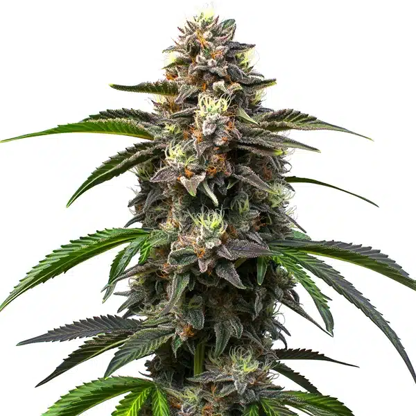 Godfather OG Auto – Blimburn Seeds
