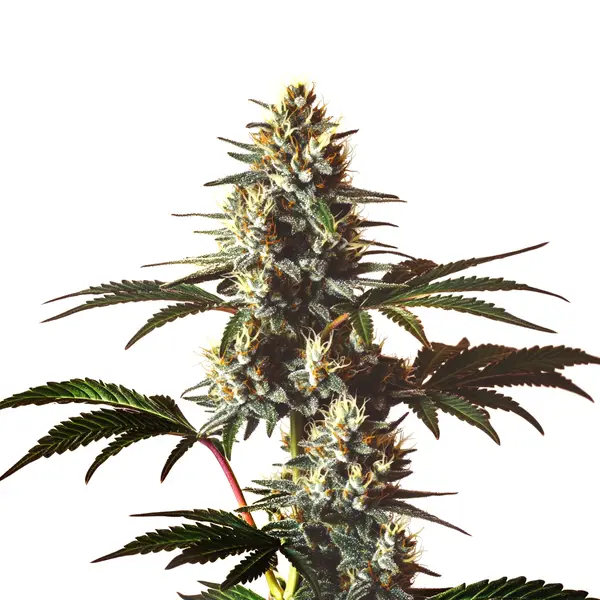 God’s Gift – Blimburn Seeds