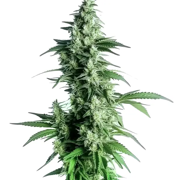 Goji OG – Blimburn Seeds
