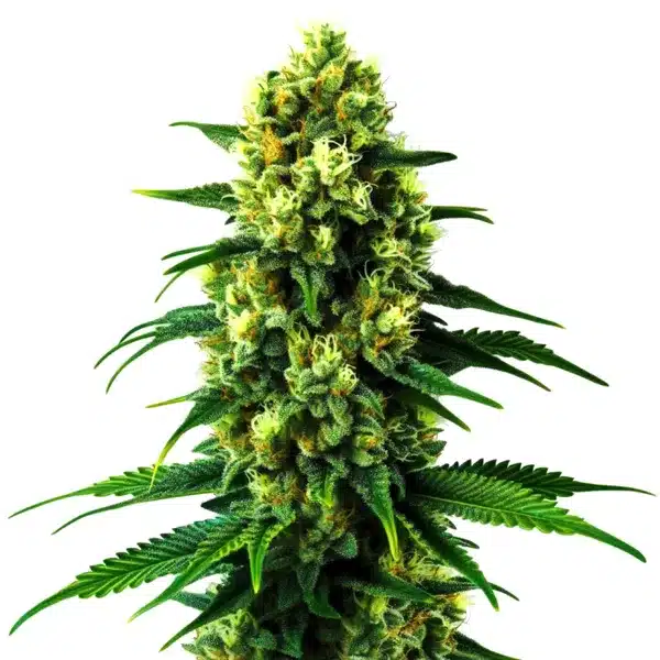 Gold Leaf Auto – Blimburn Seeds