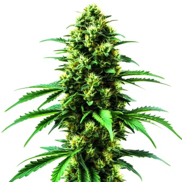 Gold Leaf – Blimburn Seeds