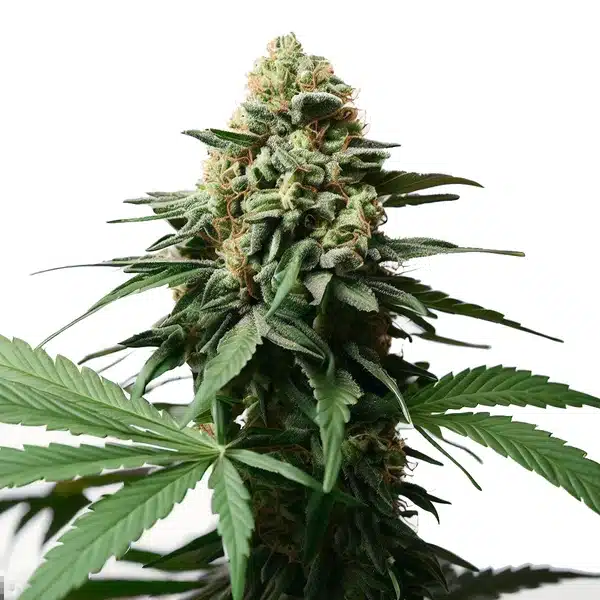 Gorilla Grapefruit – Blimburn Seeds