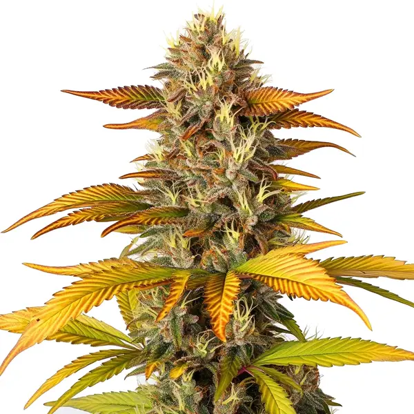 Gorilla Lemon Fire – Blimburn Seeds