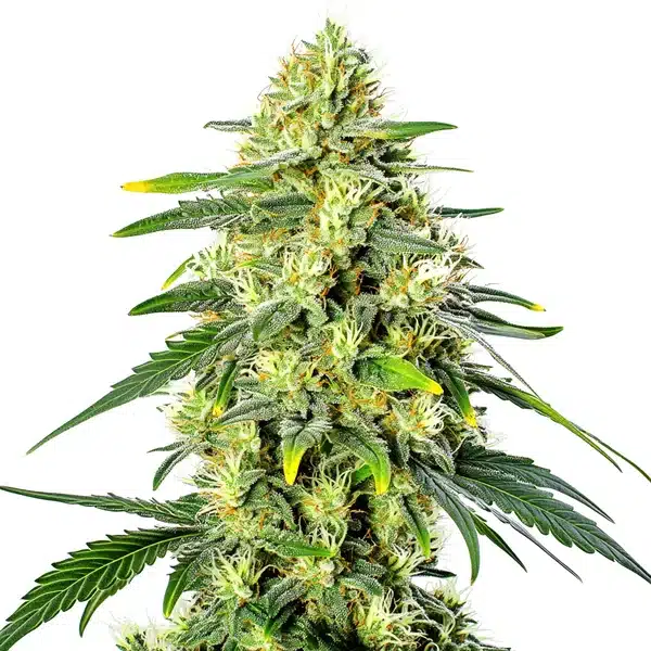 Gorilla Lemon Fire Regular – Blimburn Seeds
