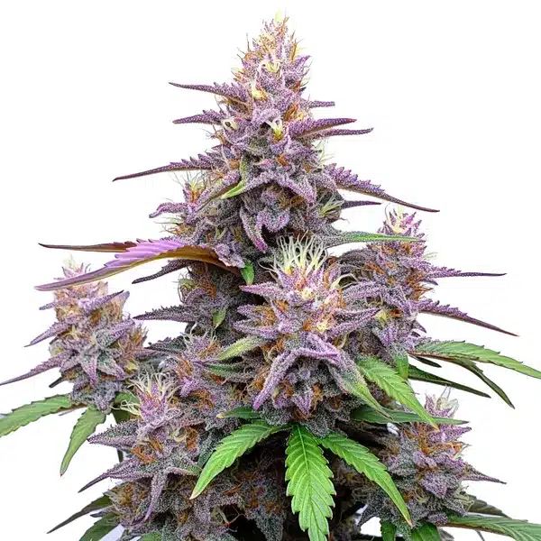Gorilla Purple Auto – Blimburn Seeds
