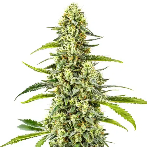 Tangie Kush Regular – Blimburn Seeds