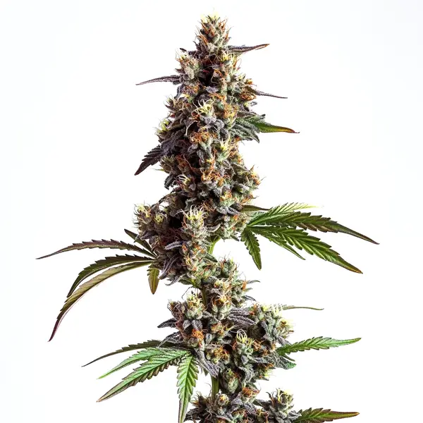 Grandaddy x Bruce Banner Regular – Blimburn Seeds
