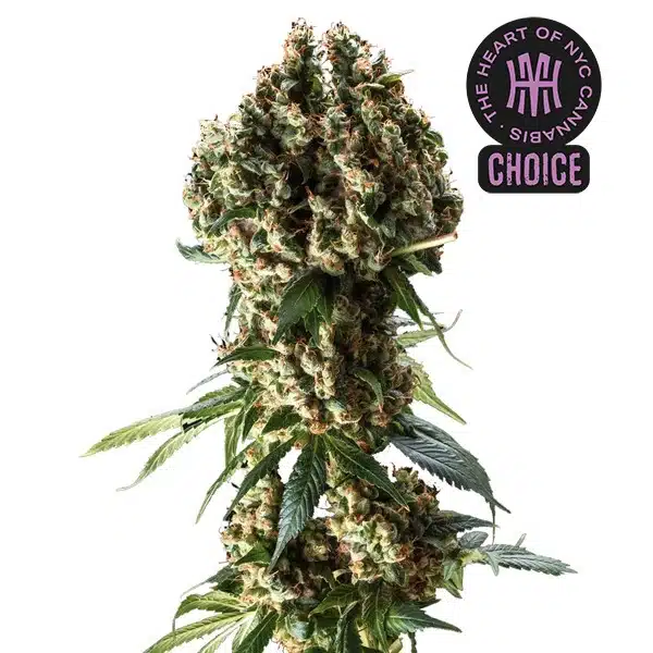 Granddaddy Purple HMC Edition – Blimburn Seeds