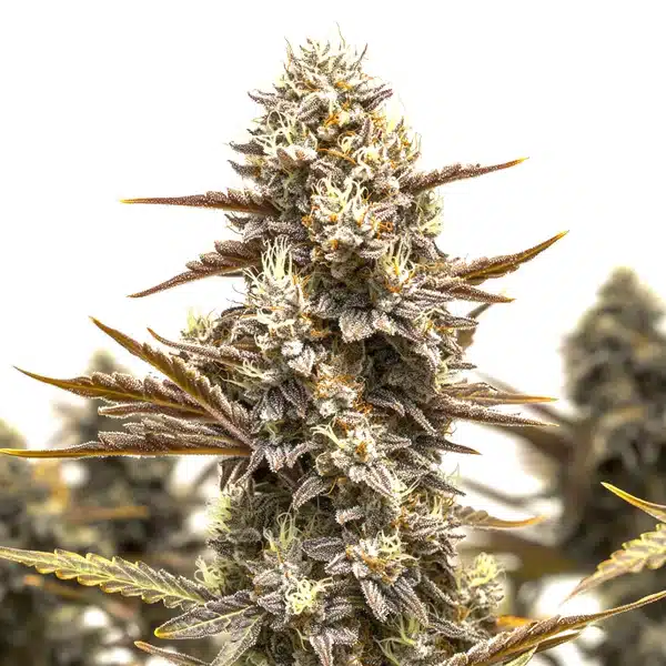 Granddady Gorilla Autoflower – Blimburn Seeds