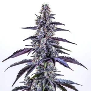 Grape Ape Autoflower – Blimburn Seeds