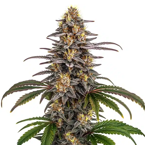 Grape Gas Cannabis Extraction – Blimburn Seeds