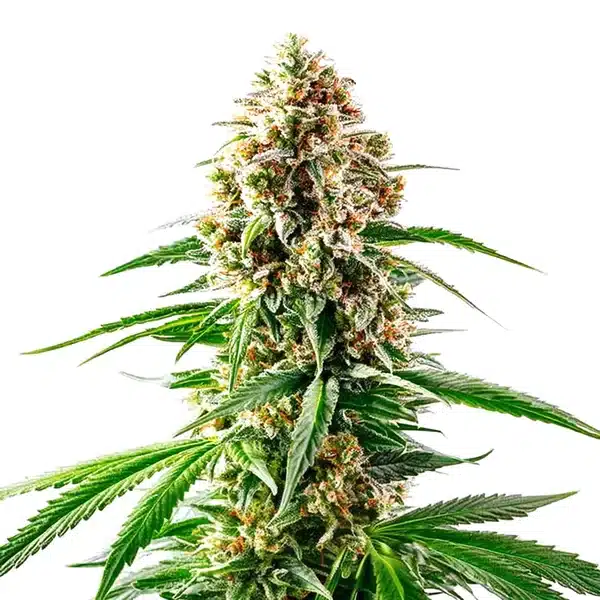 Grape Killer 99 – Blimburn Seeds