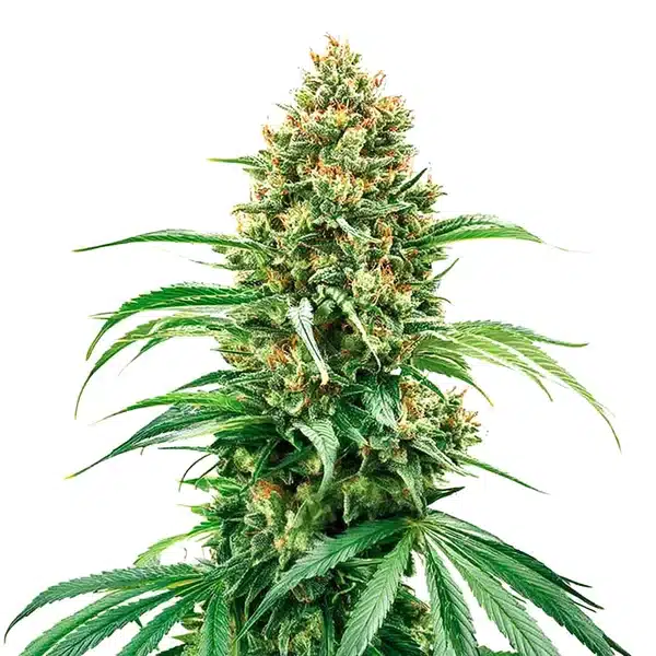 Grape Killer Haze Auto – Blimburn Seeds