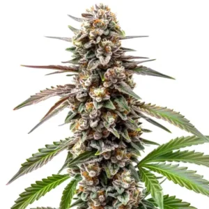 Grapefruit – Blimburn Seeds