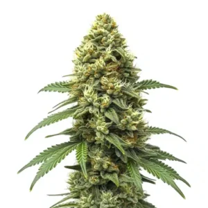 Grapefruit Auto – Blimburn Seeds