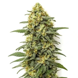 Grapefruit Regular – Blimburn Seeds
