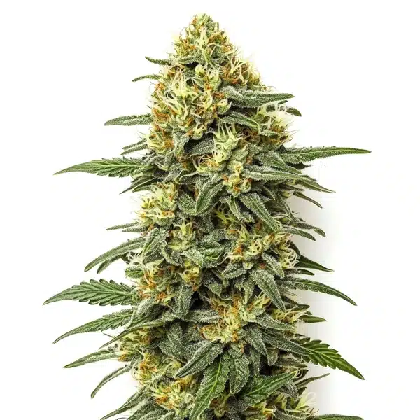 Grapefruit Regular – Blimburn Seeds
