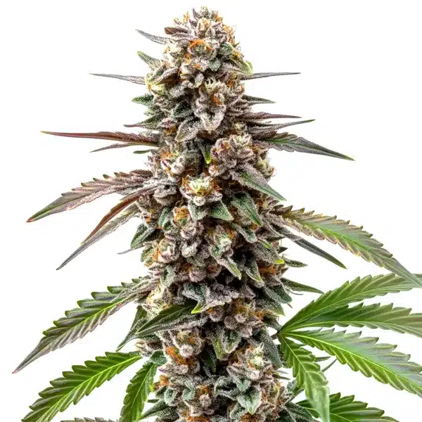 Grapefruit – Blimburn Seeds