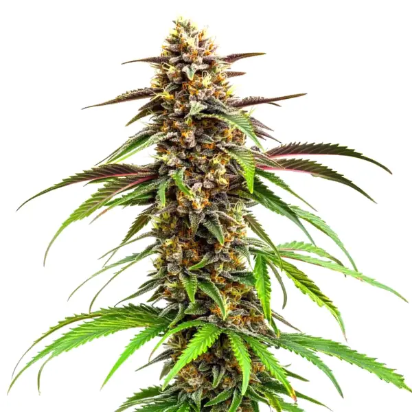 Grease Monkey – Blimburn Seeds