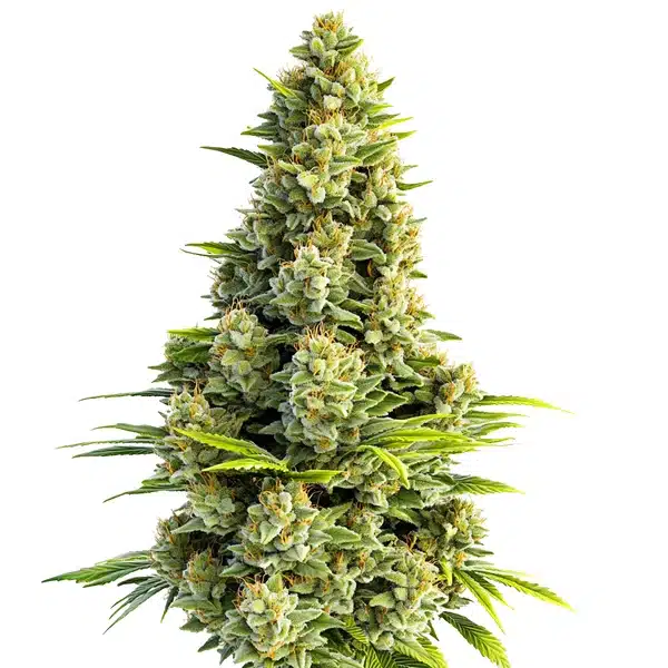 Great White Shark Autoflower – Blimburn Seeds