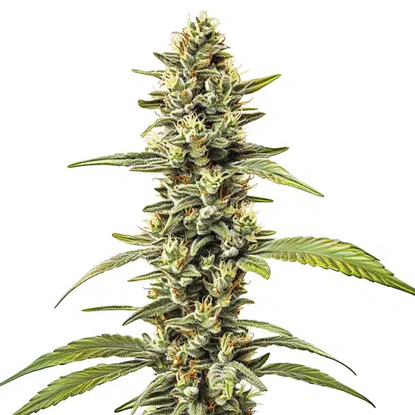 Great White Shark Regular – Blimburn Seeds