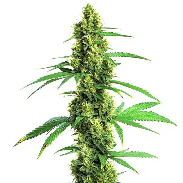 Green Crack Fast Version – Blimburn Seeds