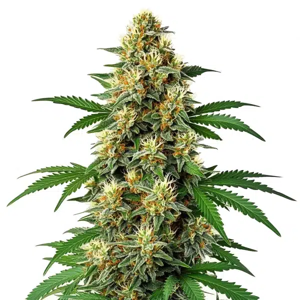 Green Poison Auto F1 – Blimburn Seeds