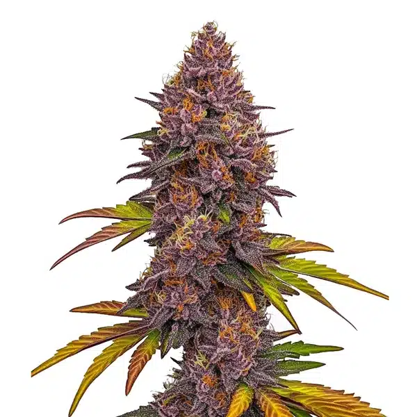 Grizzly Purple Auto – Blimburn Seeds