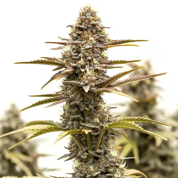 Grizzly Purple Kush – Blimburn Seeds
