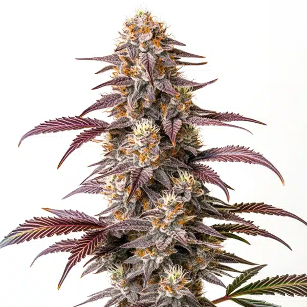 Guava Cannabis Extraction – Blimburn Seeds