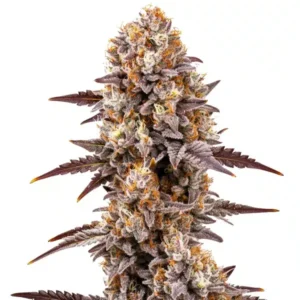 Gumbo – Blimburn Seeds