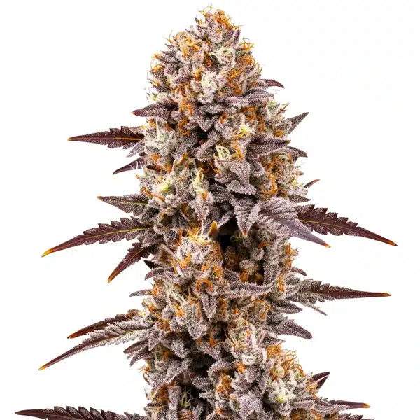 Gumbo – Blimburn Seeds