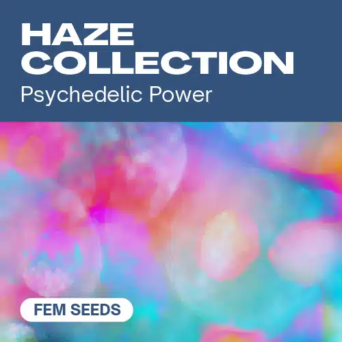Haze Collection – Blimburn Seeds