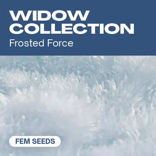 Widow Collection – Blimburn Seeds
