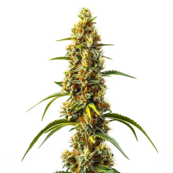 Harlequin Kimbo Kush Fast Version CBD – Blimburn Seeds