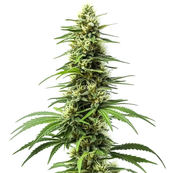 Harlequin – Blimburn Seeds