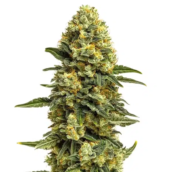 Hash Burger – Blimburn Seeds