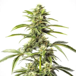 Hash Passion Regular – Blimburn Seeds