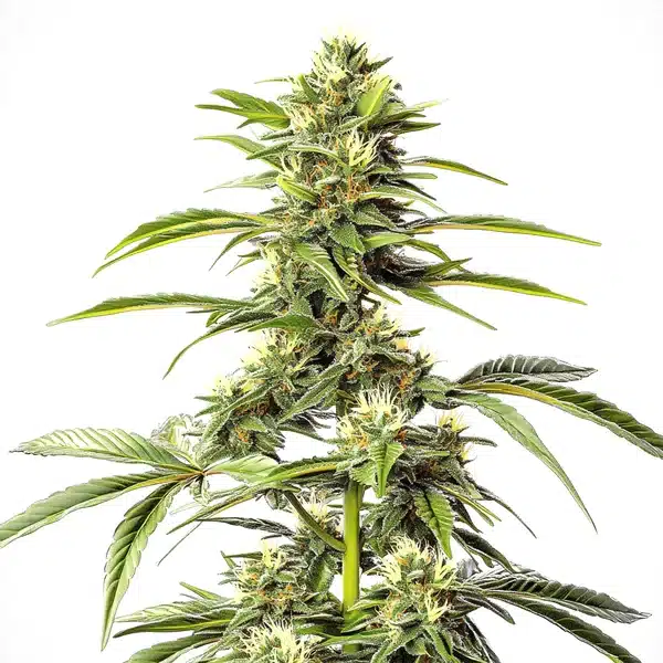 Hash Passion Regular – Blimburn Seeds