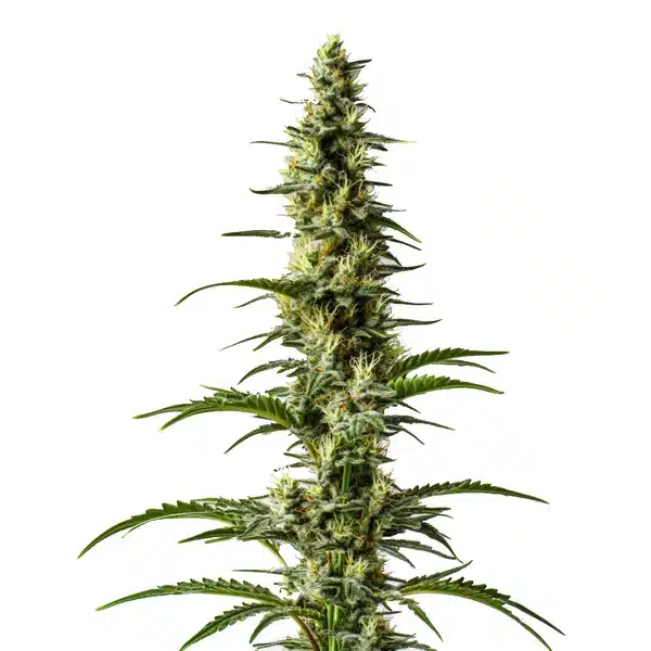 Hawaii x Purple Skunk Regular – Blimburn Seeds