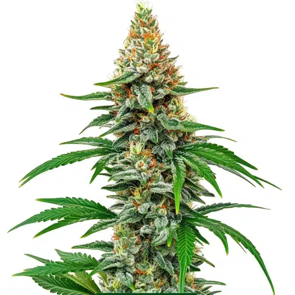 Hawaiian Snow – Blimburn Seeds